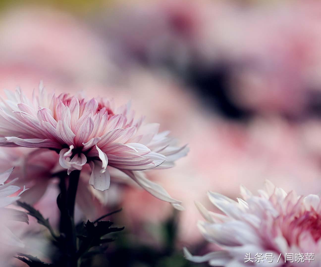 悠然菊影从何觅？南山菊姿下龙亭