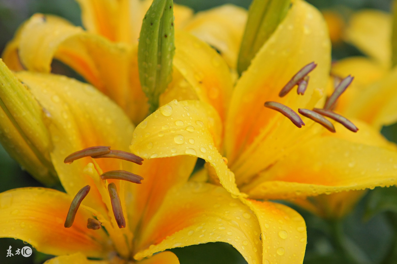 2003年属羊男孩的最佳婚配属相,91年属羊男和哪个属相的女孩婚配