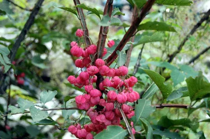真弓卫矛盆景修剪伤口要处理吗,卫矛树盆景如何才能开花结果