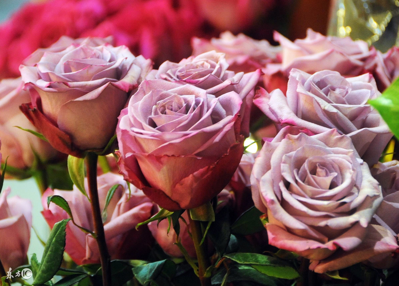 玫瑰花语大全各种花的花语,各种玫瑰花代表的花语