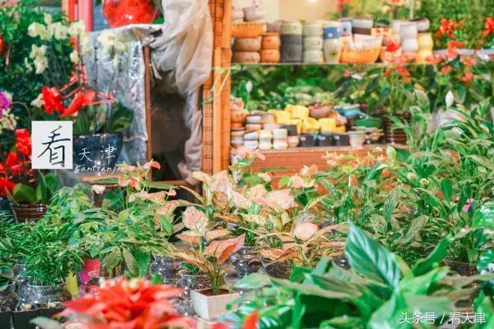 天津宝鸡道花鸟鱼虫市场鹦鹉全吗,天津市宝鸡道花鸟鱼虫市场文玩