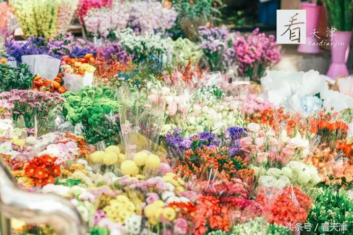 天津宝鸡道花鸟鱼虫市场地铁,宝鸡道花鸟鱼虫市场天津
