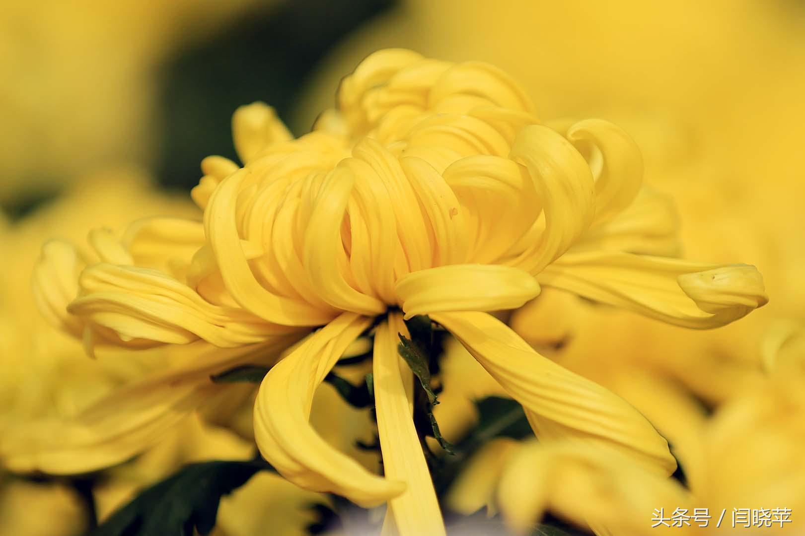 悠然菊影从何觅？南山菊姿下龙亭