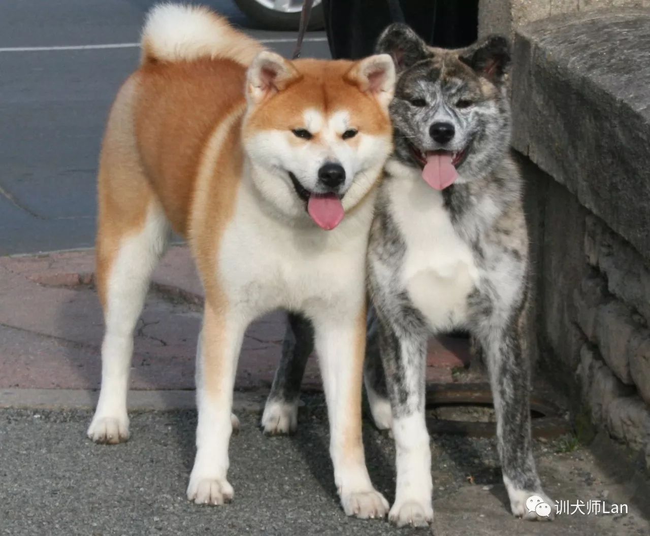 温顺秋田犬和秋田犬的区别,美国秋田和日本秋田的区别