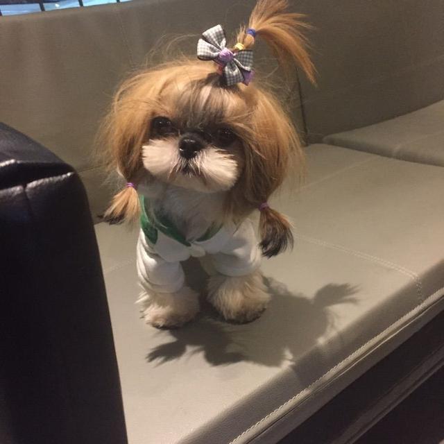 出差把狗狗交给婆婆养,出差把狗狗托付给朋友