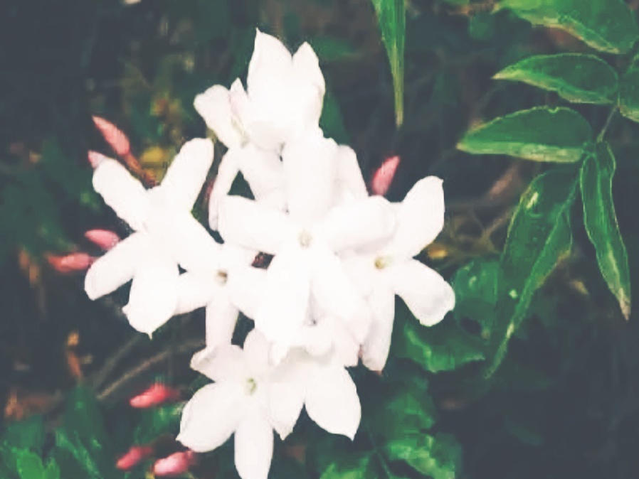 全球十大最美的国花,所有国家的国花大全