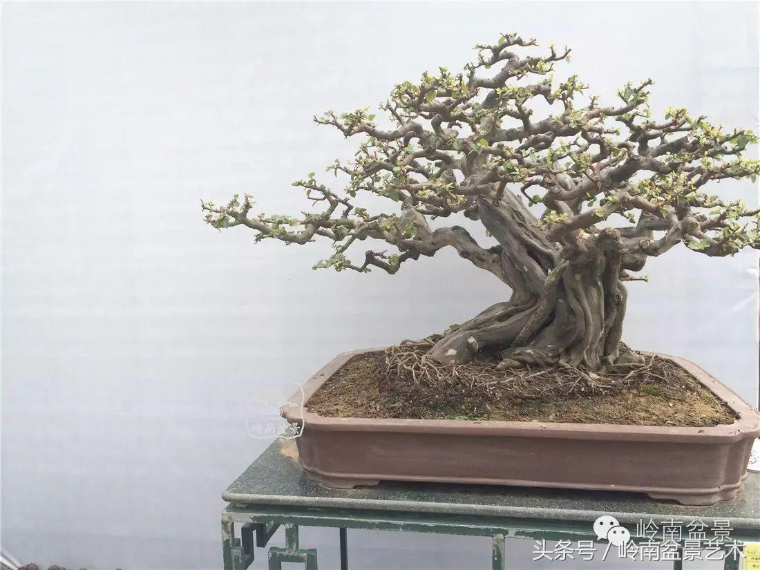雀梅盆景价格在五千元至二万元的,经典中式庭院雀梅盆景100万以上