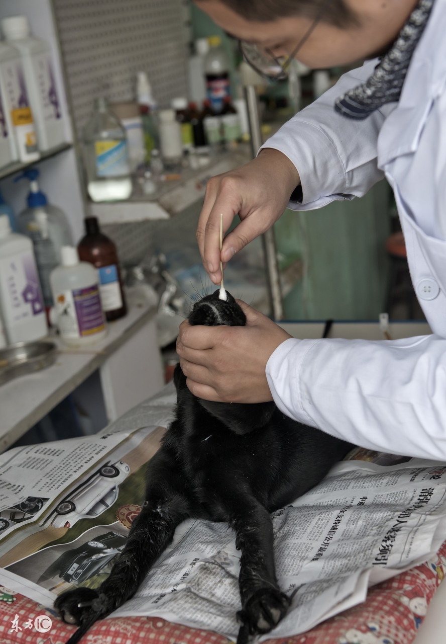 汪汪队的狗狗都生病了,狗狗生病了总往角落钻