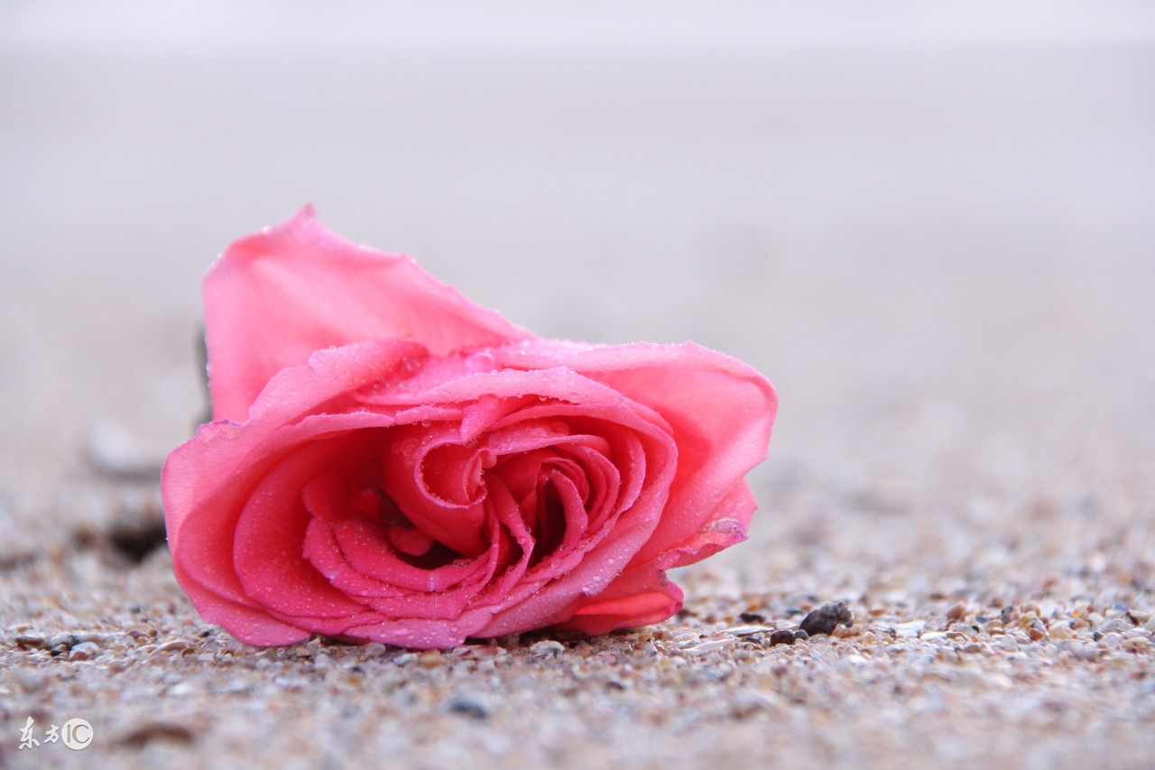 说早安太早说晚安太迟唯美句子,早安的简短唯美句子图片