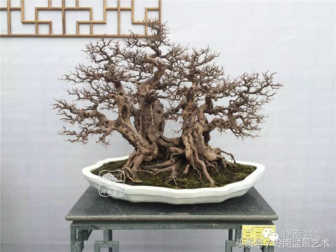 精品盆景雀梅杜鹃罗汉松,最美的100盆雀梅盆景建议收藏