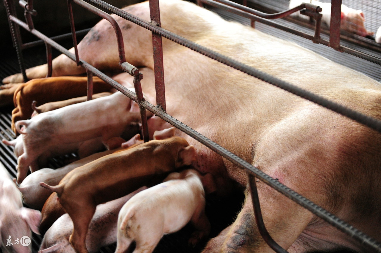 猪吃什么草可以治便秘,猪毛菜治便秘