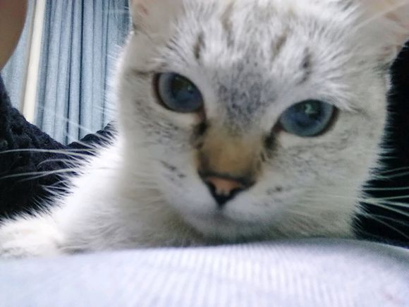 猫咪呕吐不进食需要去打针输液吗,猫咪呕吐了应该用什么方法治疗