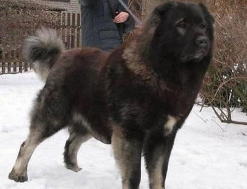 犬肠炎的治疗处方,巴哥犬得肠炎