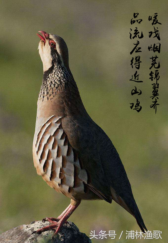 唐诗三百首中带动物诗,有动物的唐诗