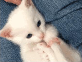 同样是撸猫，看看荷兰人和我们有什么不一样！