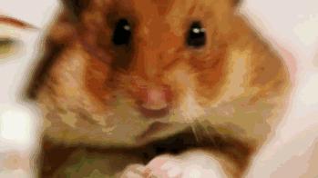 仓鼠可爱瞬间把人萌得要命,仓鼠有多可爱就有多调皮