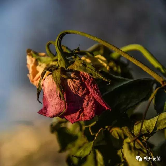 姨妈、吃土统统靠边,今年冬天是干枯玫瑰色的天下!