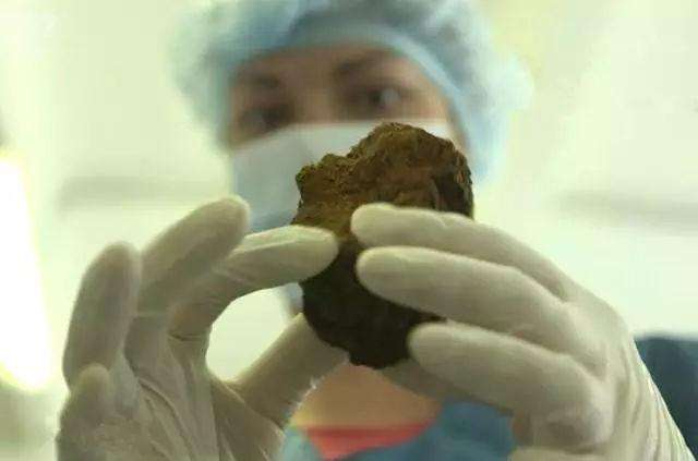 白桦茸的食用方法图解,白桦茸的正确食用方法