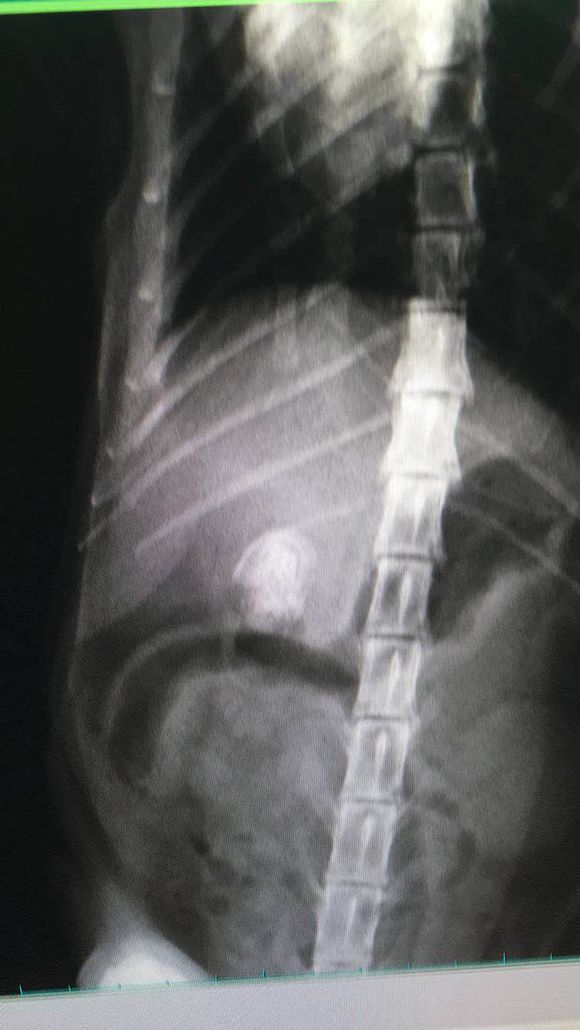 猫咪呕吐不进食需要去打针输液吗,猫咪呕吐了应该用什么方法治疗