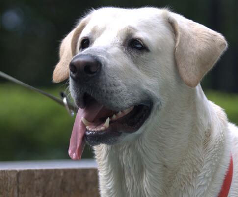 饲养拉布拉多幼犬注意事项视频,拉布拉多幼犬怎么饲养