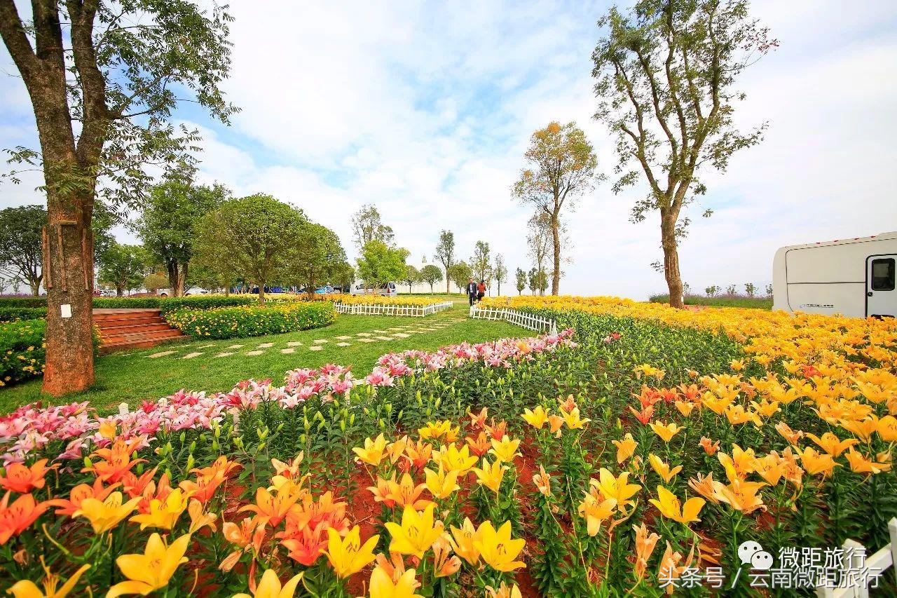春节免费开放弥勒太平湖森林公园,弥勒太平湖森林公园6月去有花吗