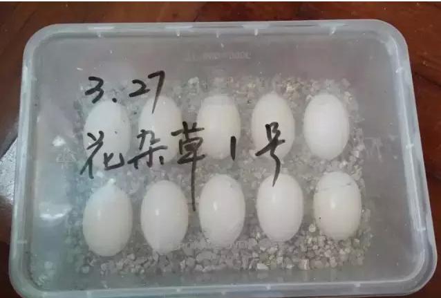 乌龟蛋在自然条件下怎么孵化,养一只乌龟下蛋了能孵化出来吗