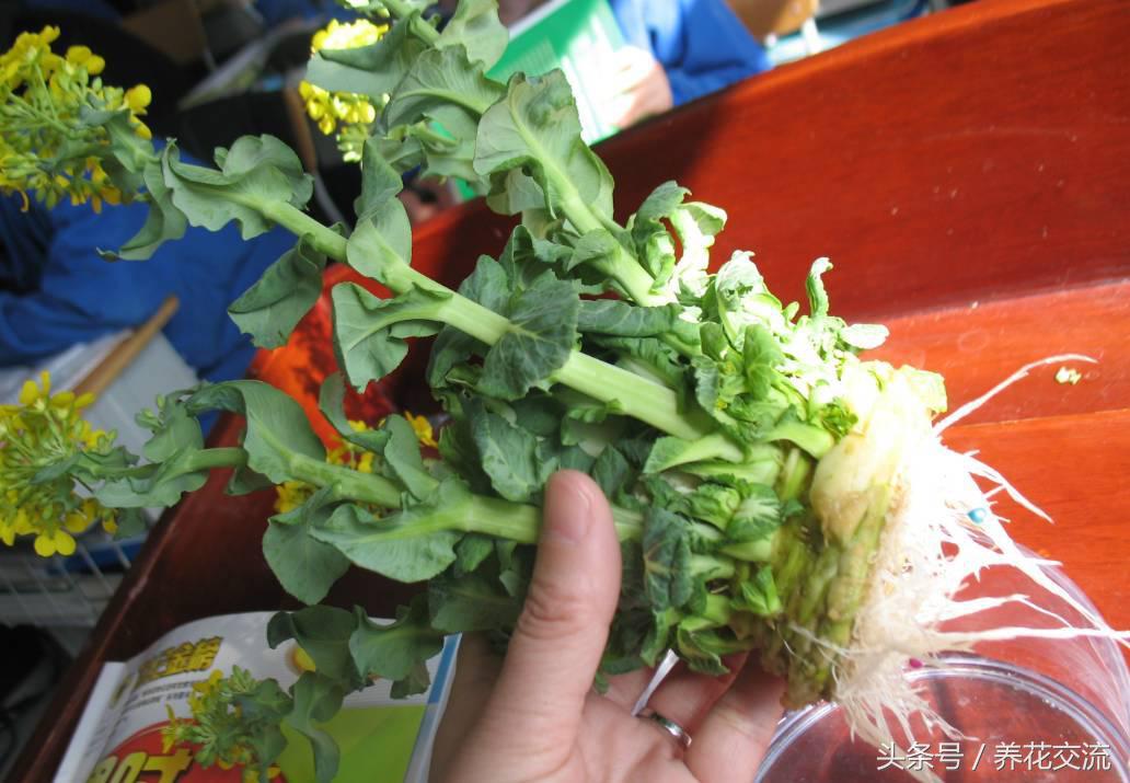 红薯与芋头能一起种吗,红薯忘了吃发芽怎么做盆栽