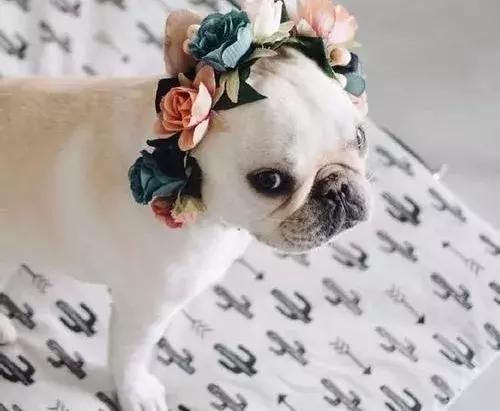 法斗前爪肉垫一碰就抖,法斗日常护理