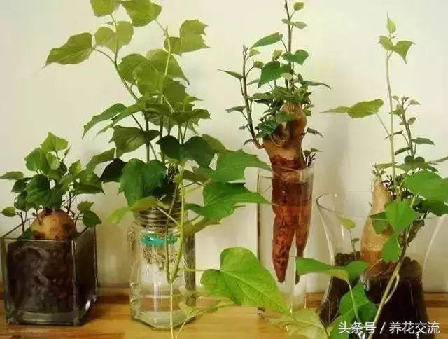 红薯与芋头能一起种吗,红薯忘了吃发芽怎么做盆栽