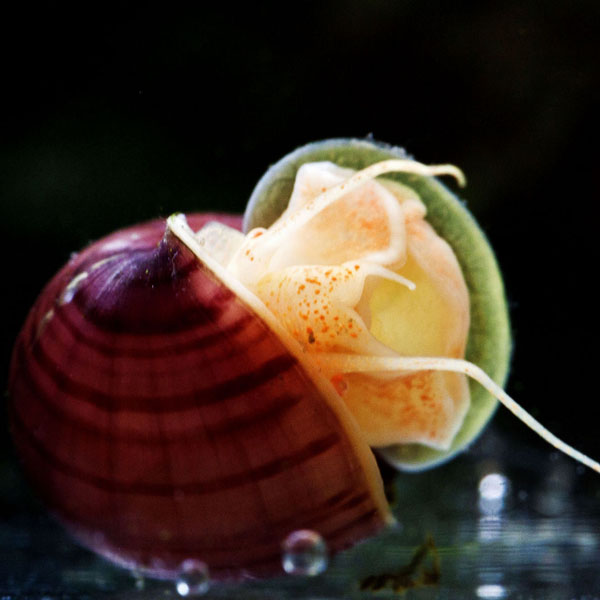 草缸螺类,草缸螺类大全图解