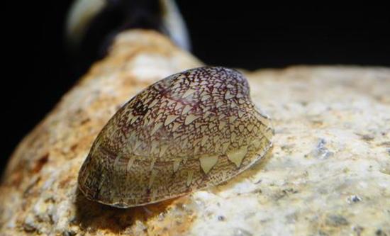 草缸螺类,草缸螺类大全图解