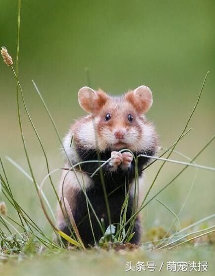 个头小小，敌意很强，喜欢挑战养一只吧……