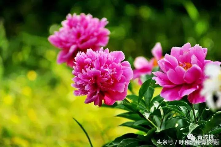 大家好这是我的家英文,大家好这是我的家图片卡通