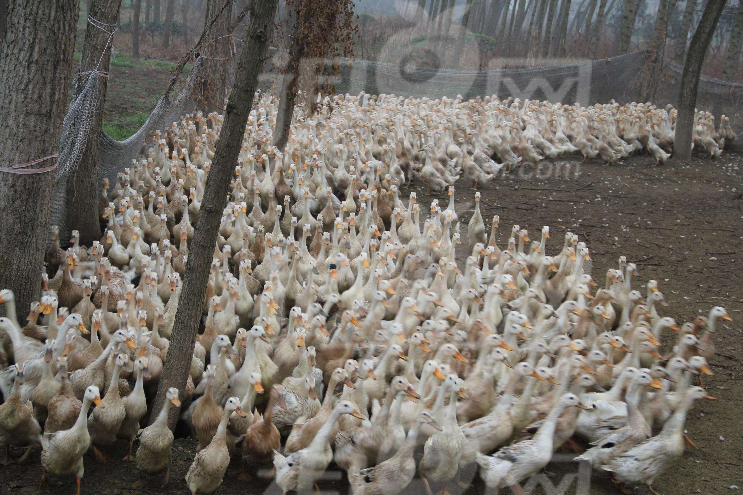 高产蛋鹅都吃什么,高产蛋鸭