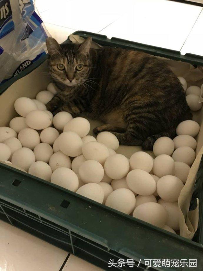 澶ц劯鐚殑鐑︽伡,澶ц劯鐚殑鐑︽伡瑙h