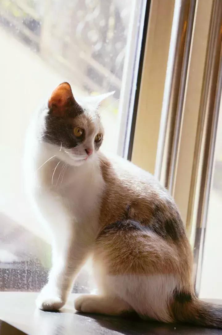 武汉汉街猫咖,武汉永旺猫咖