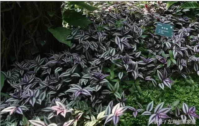 100种室内植物大全,户外小景观植物大全