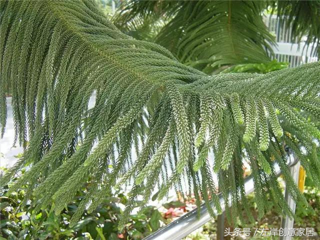 100种室内植物大全,户外小景观植物大全