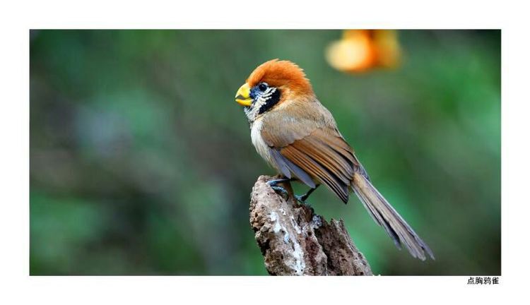 2018年鸟趣日历,太精美了,人手一份,值得收藏!