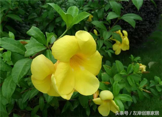 100种室内植物大全,户外小景观植物大全