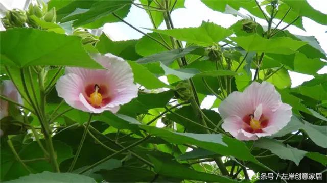 100种室内植物大全,户外小景观植物大全