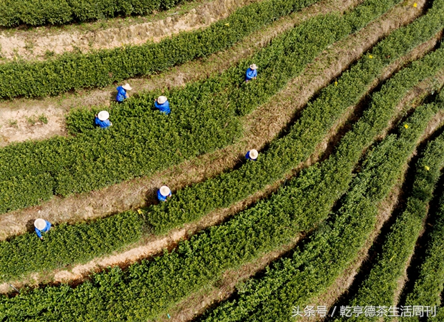 丽水哪里有卖惠明茶,茶香中国一等奖视频