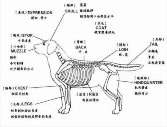 拉布拉多犬体重10斤有几个月了,拉布拉多的身高体重标准是多少
