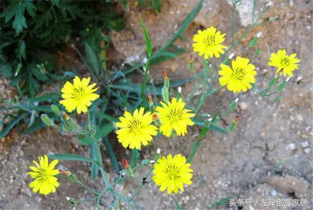 100种室内植物大全,户外小景观植物大全