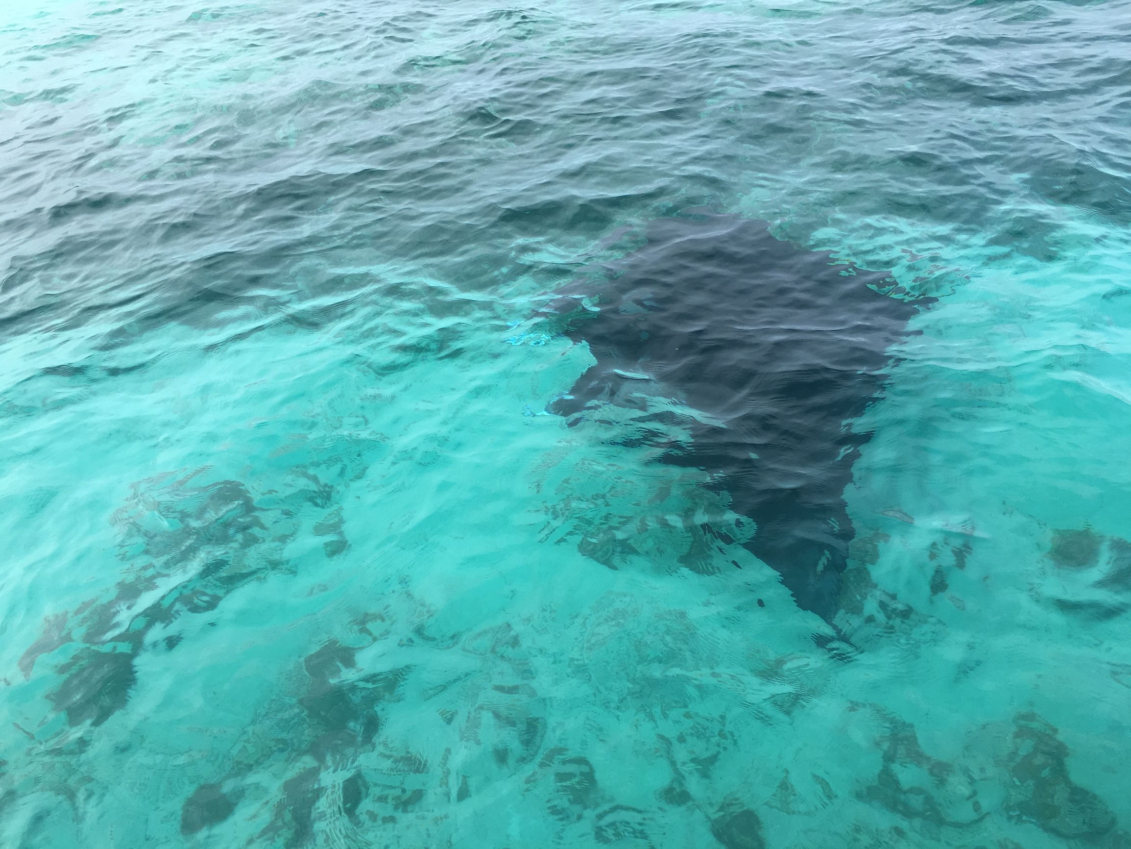 中国护照落地签或者免签的国家,中国免签和落地签国家数量2024