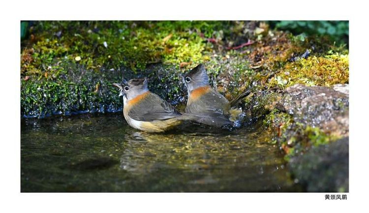 2018年鸟趣日历,太精美了,人手一份,值得收藏!