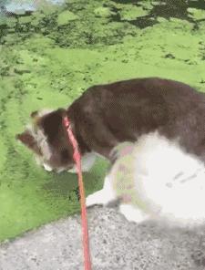 台湾一网友撸猫的时候，有了惊人的发现