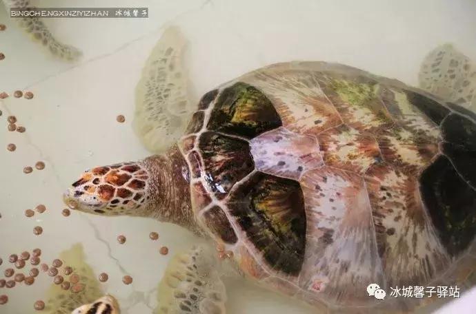 巽寮湾最美的海景,巽寮湾美丽的大海