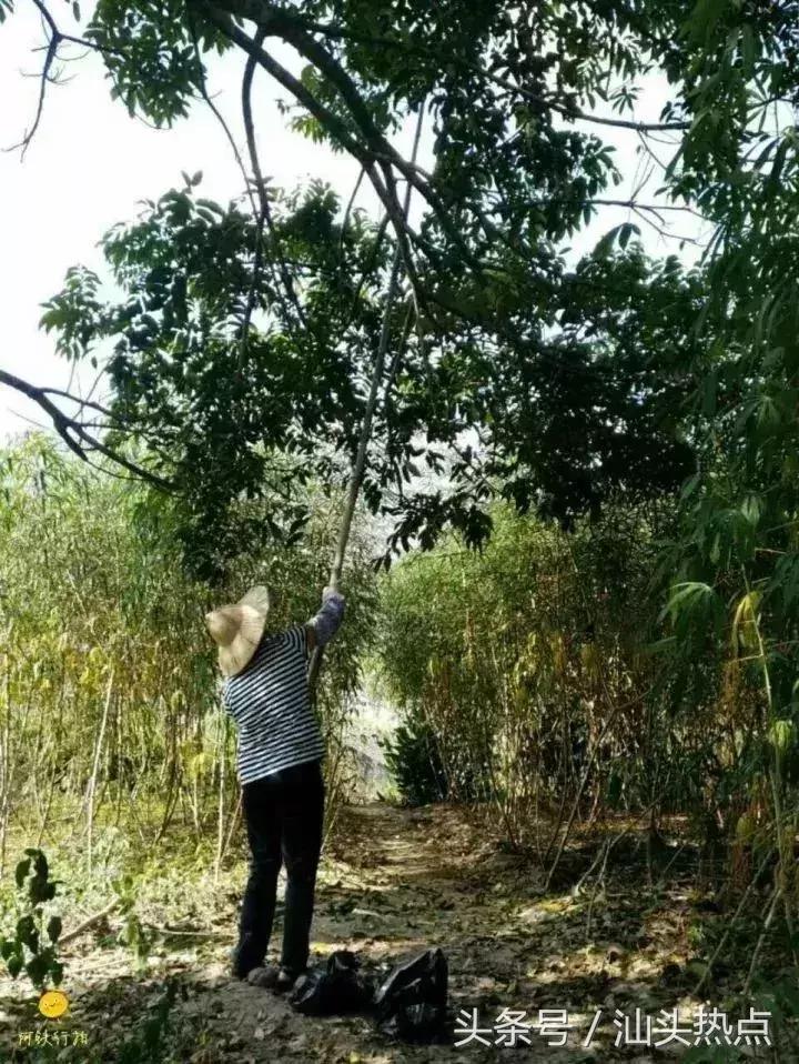 潮汕的水果有哪几种,潮汕特色野果是什么水果