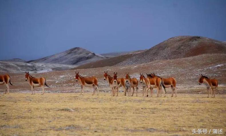 一个人的羌塘,一个人的羌塘无人区